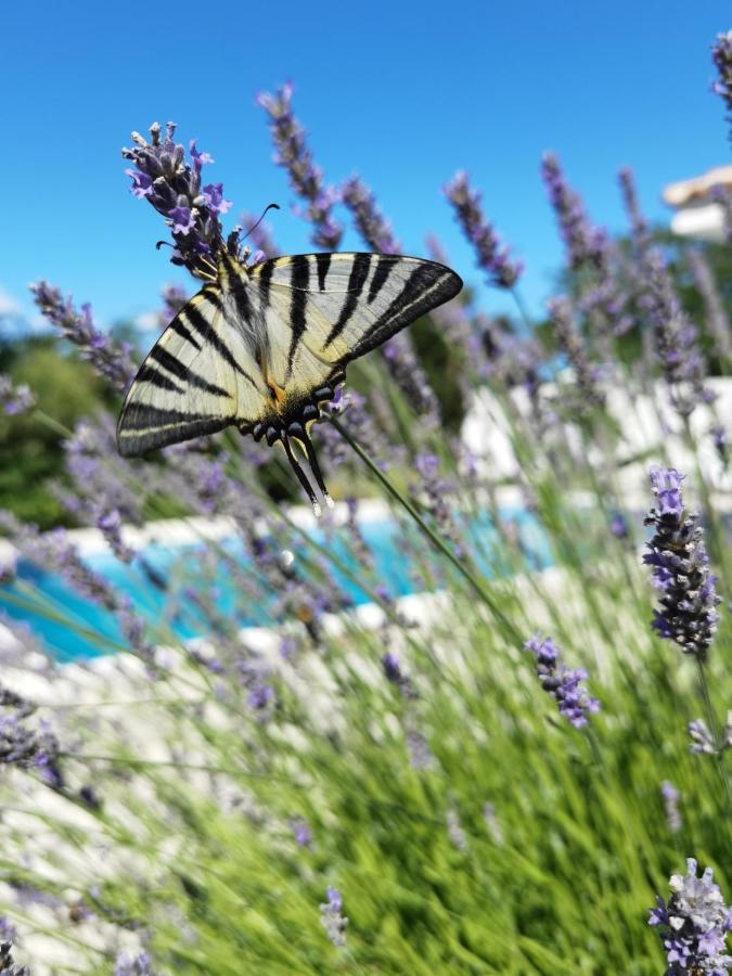 Holiday Homes Sintija Kampor Εξωτερικό φωτογραφία