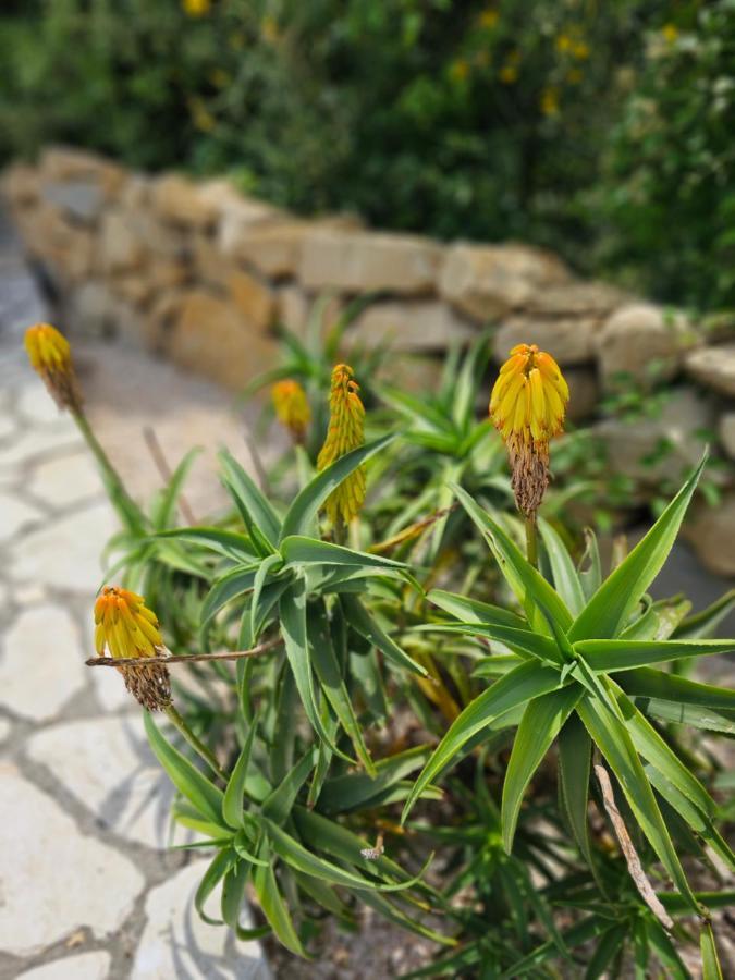 Holiday Homes Sintija Kampor Εξωτερικό φωτογραφία